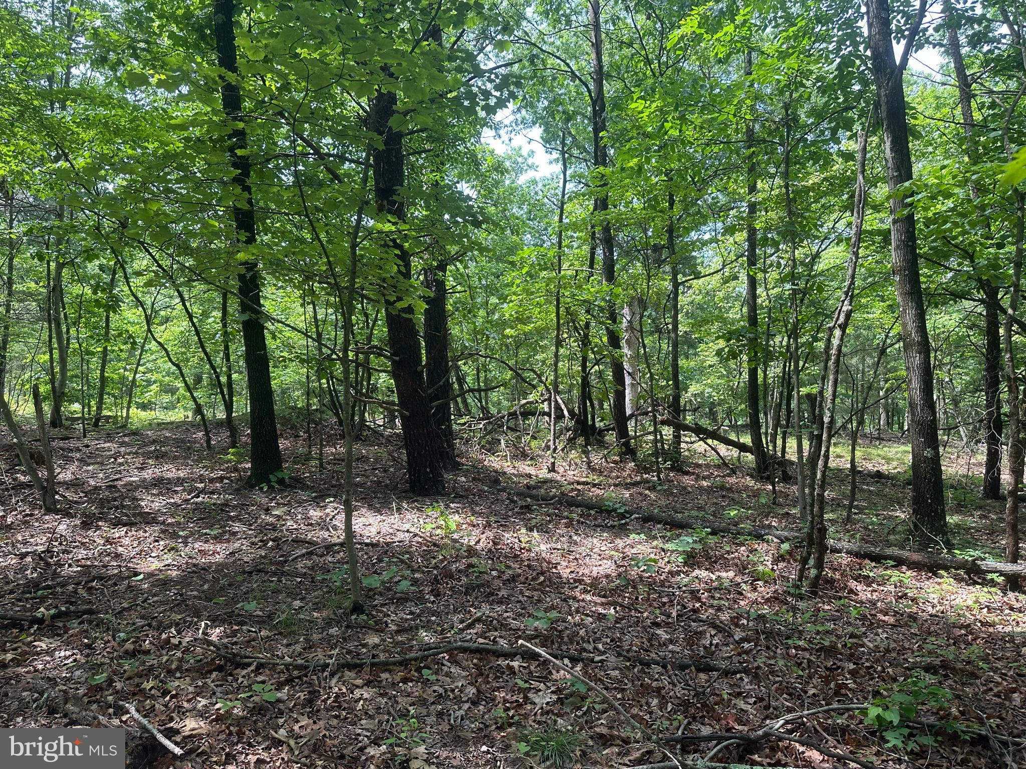 2.23-ac Doe Trail Springfield, WV 26763 - Photo 10 of 19 a view of a forest with trees in the background