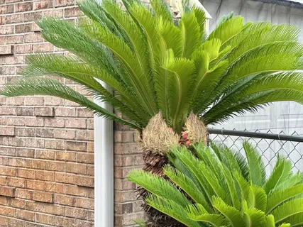 a view of a garden with a fountain