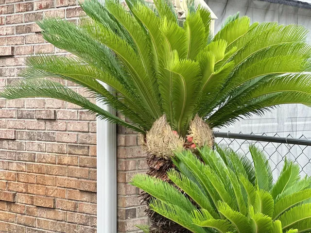 a view of a garden with a fountain
