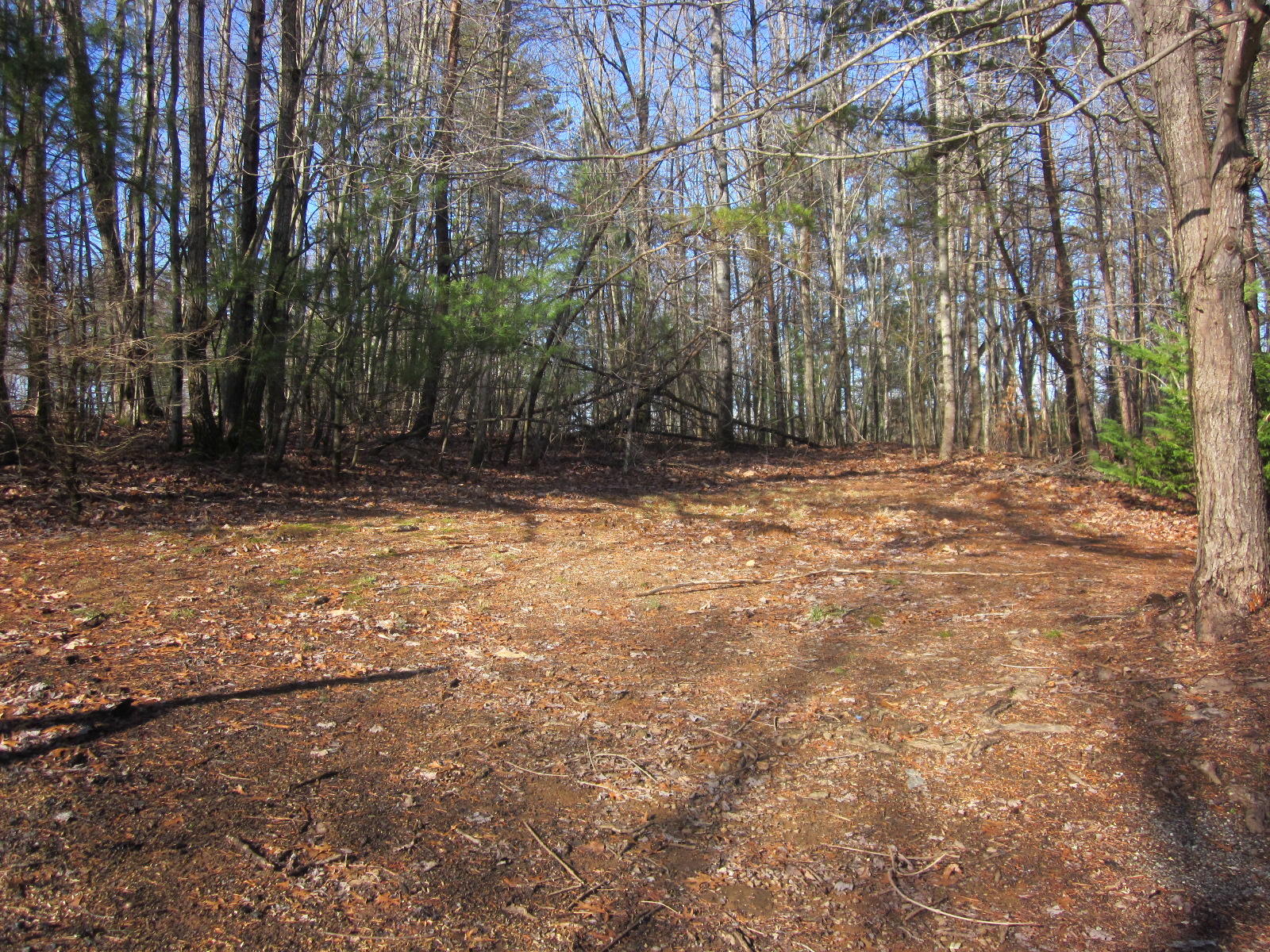 77 Pony Ridge Road Bassett, VA 24055 - Photo 78 of 84 a view of a yard with trees