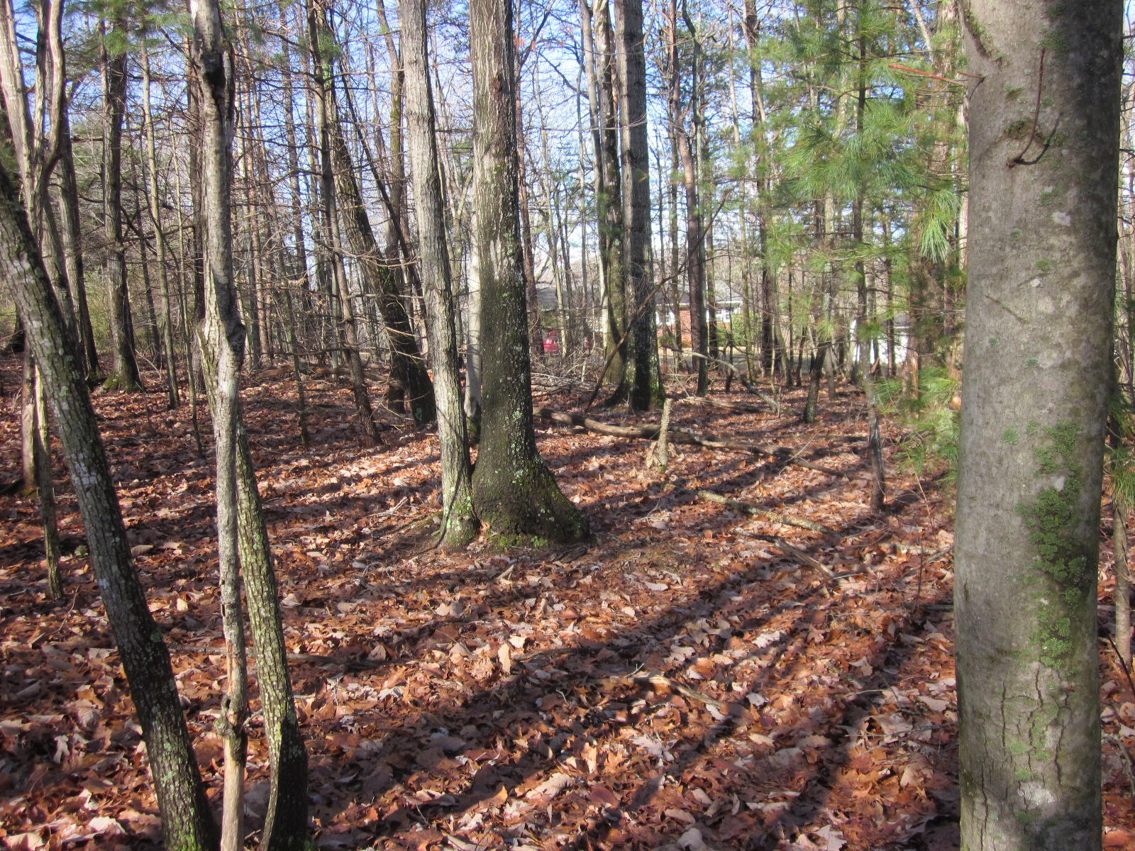 77 Pony Ridge Road Bassett, VA 24055 - Photo 81 of 84 a view of a forest with trees