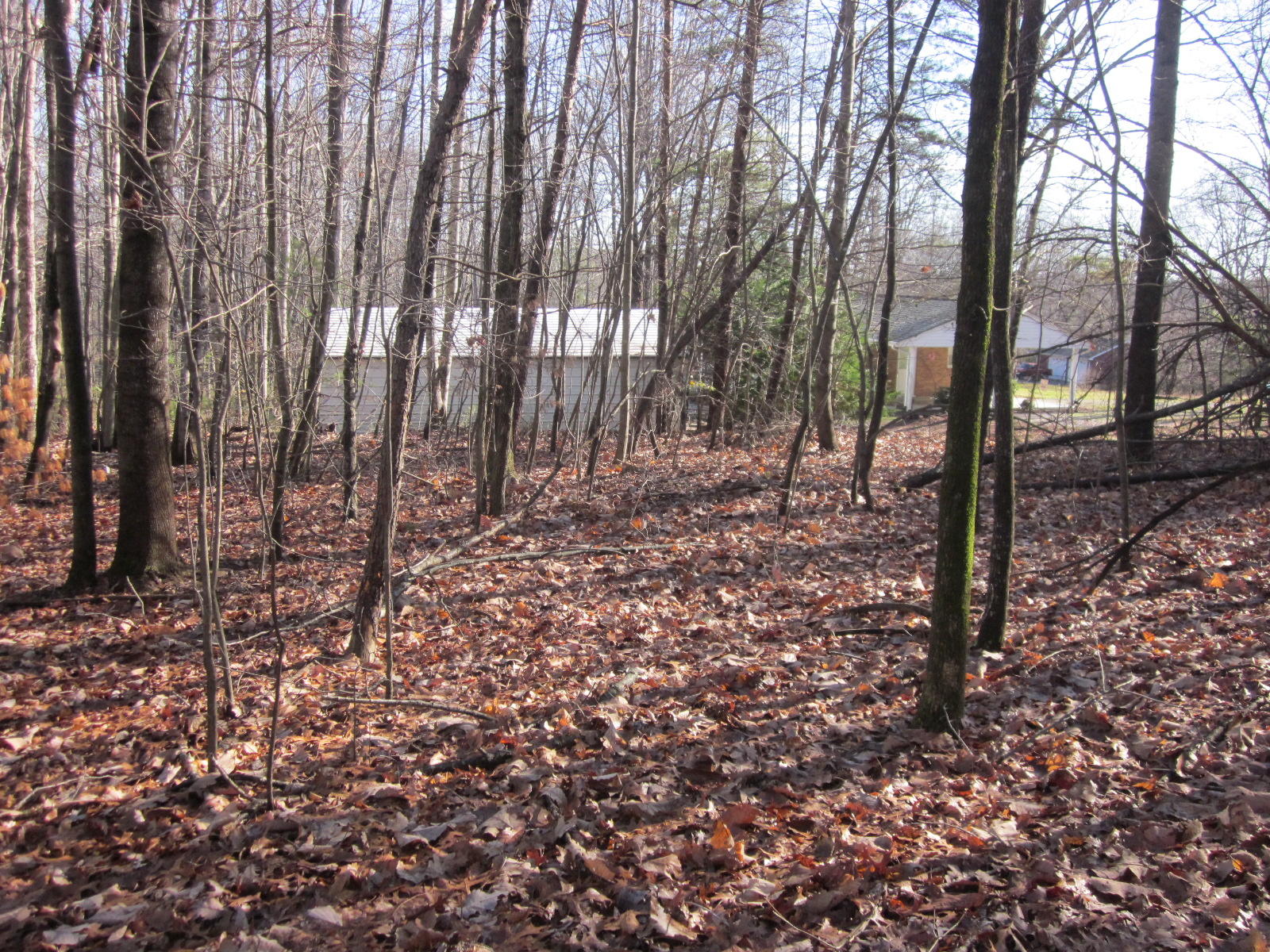 77 Pony Ridge Road Bassett, VA 24055 - Photo 82 of 84 a view of a forest with trees in the background