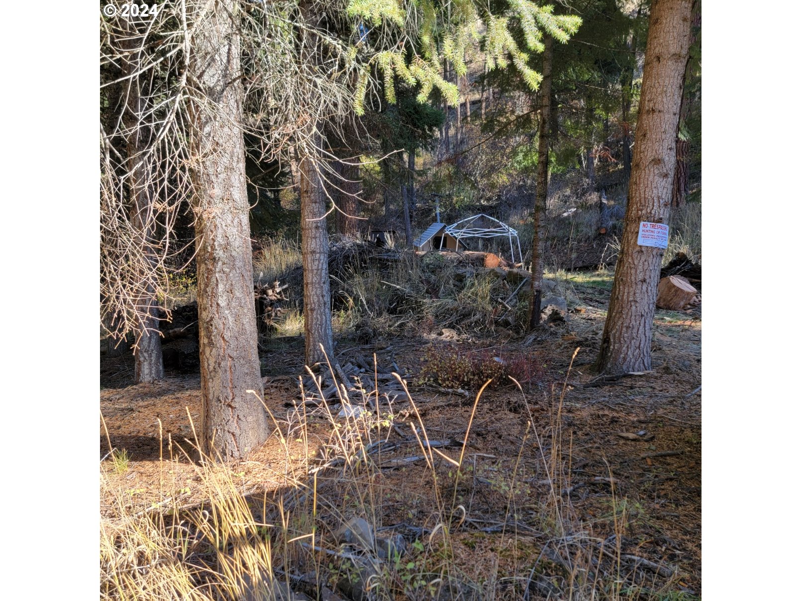 River Canyon Road, Unit TL 900 Imnaha, OR 97842 - Photo 7 of 10 a picture of the wall with a tree