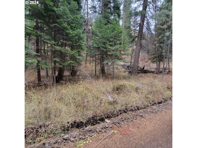 a view of a forest filled with trees
