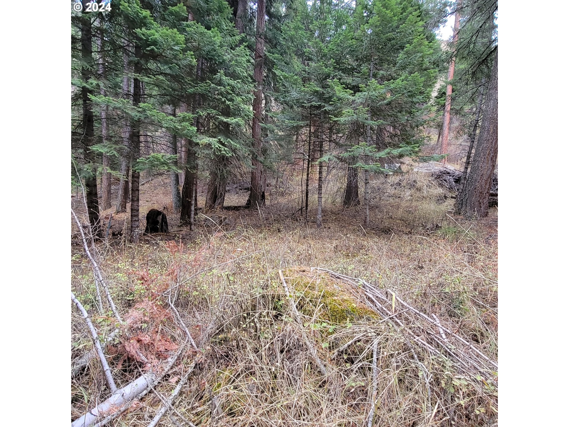 River Canyon Road, Unit TL 900 Imnaha, OR 97842 - Photo 10 of 10 a view of a forest filled with trees