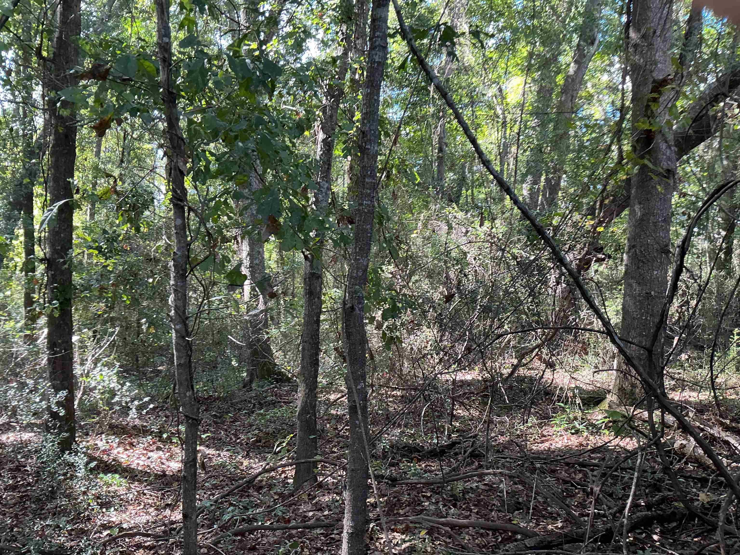 545 Shady Grove Road Andalusia, AL 36421 - Photo 7 of 16 Gallery Image 7