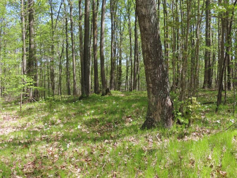 On Sand Lake Road, Unit 15 ACRES Crandon, WI 54520 - Photo 10 of 22 Gallery Image 10