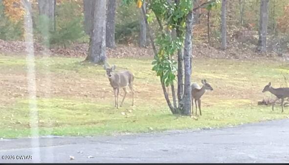 681 Swan Johnson Road Darden, TN 38328 - Photo 51 of 51 deer1