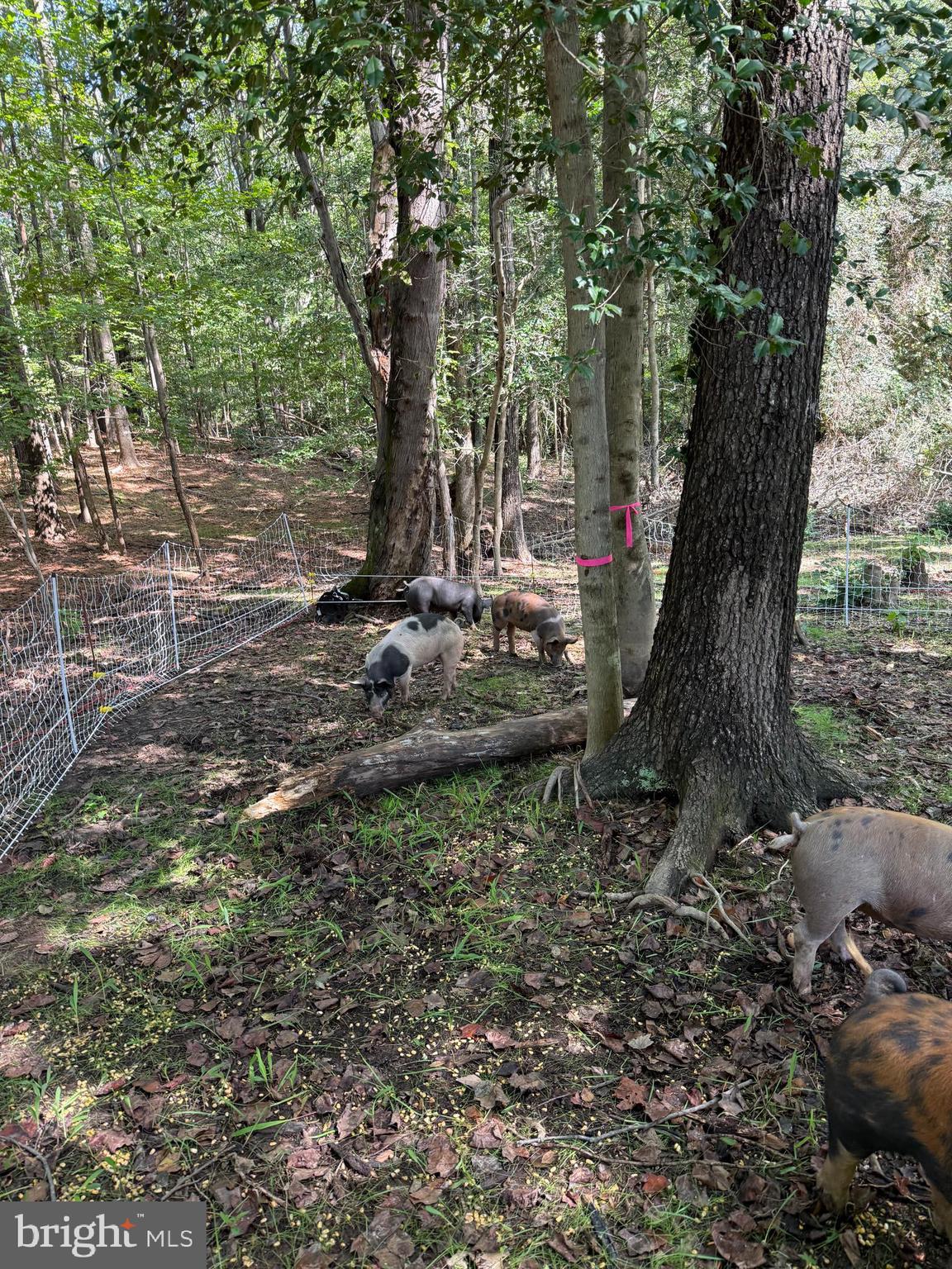 11450 Little Cove Point Road Lusby, MD 20657 - Photo 57 of 68 Your future homestead!