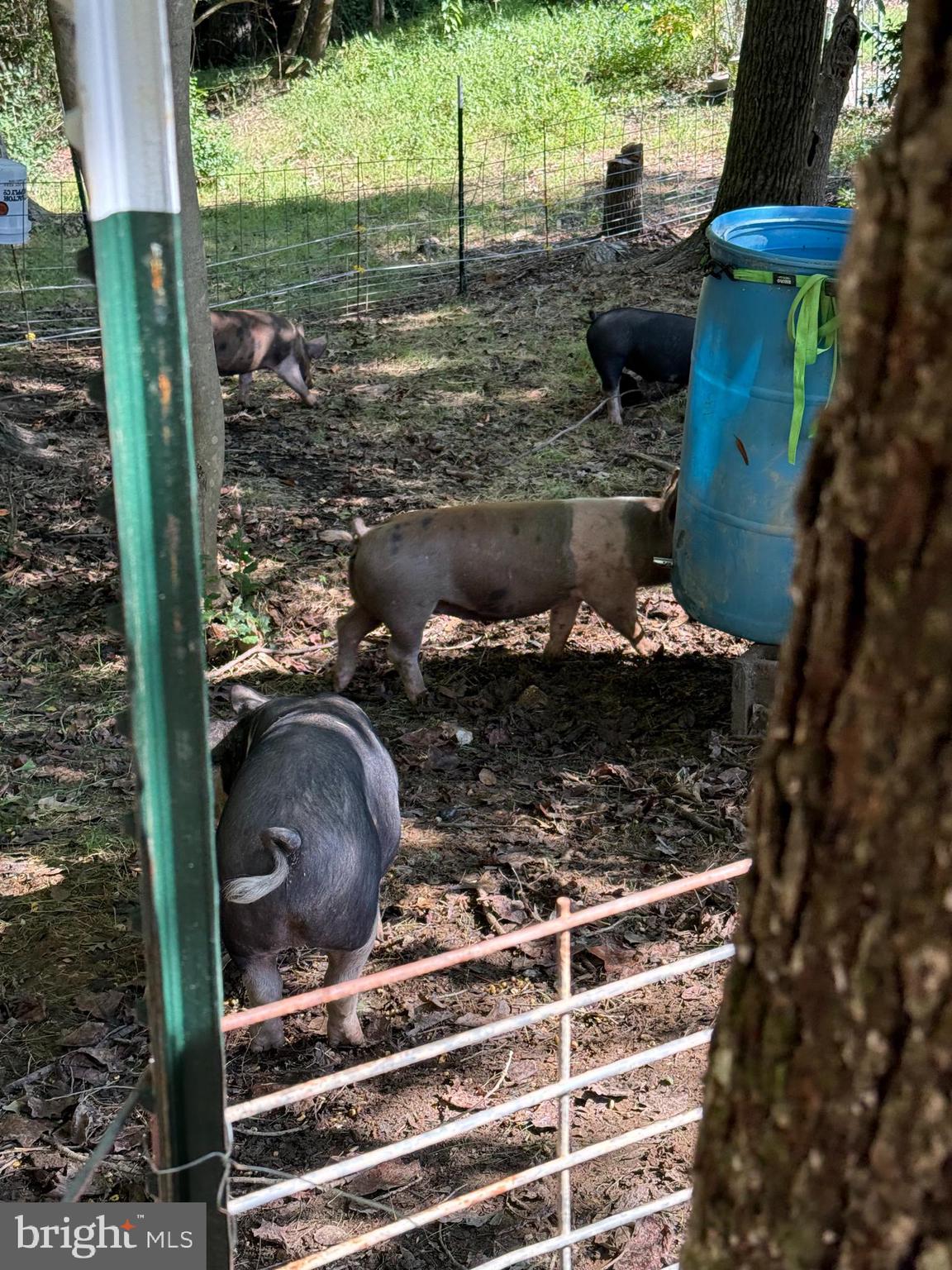 11450 Little Cove Point Road Lusby, MD 20657 - Photo 58 of 68 Pig pens & chicken coup ready to go!
