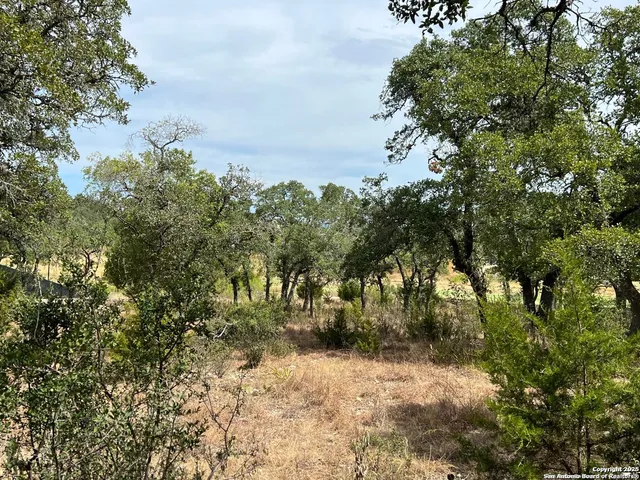 a view of a yard with plants and trees