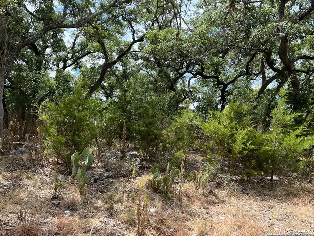 a view of a forest with lots of trees
