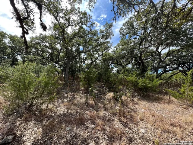 a view of a forest with lots of trees