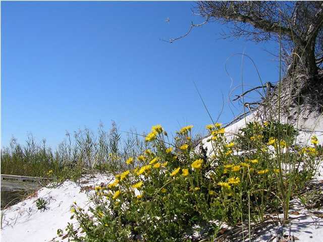 48 Shingle Lane Watersound, FL 32461 - Photo 9 of 9