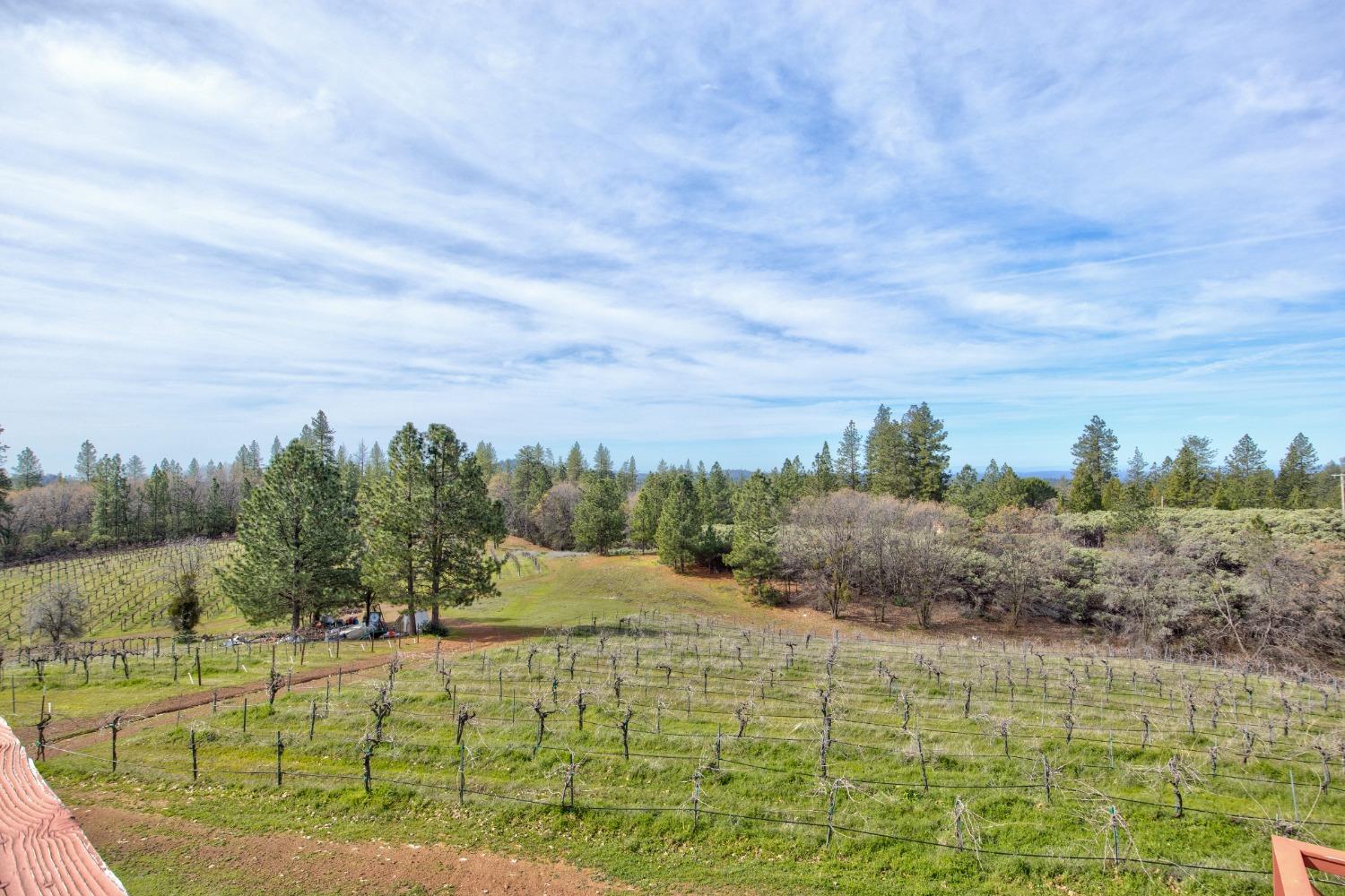 4771 Greenhills Road Placerville, CA 95667 - Photo 28 of 71 a view of a yard with an outdoor space