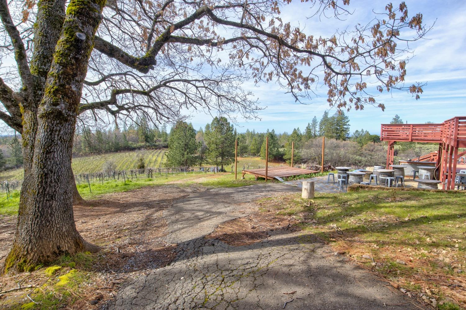 4771 Greenhills Road Placerville, CA 95667 - Photo 32 of 71 a view of yard with tree