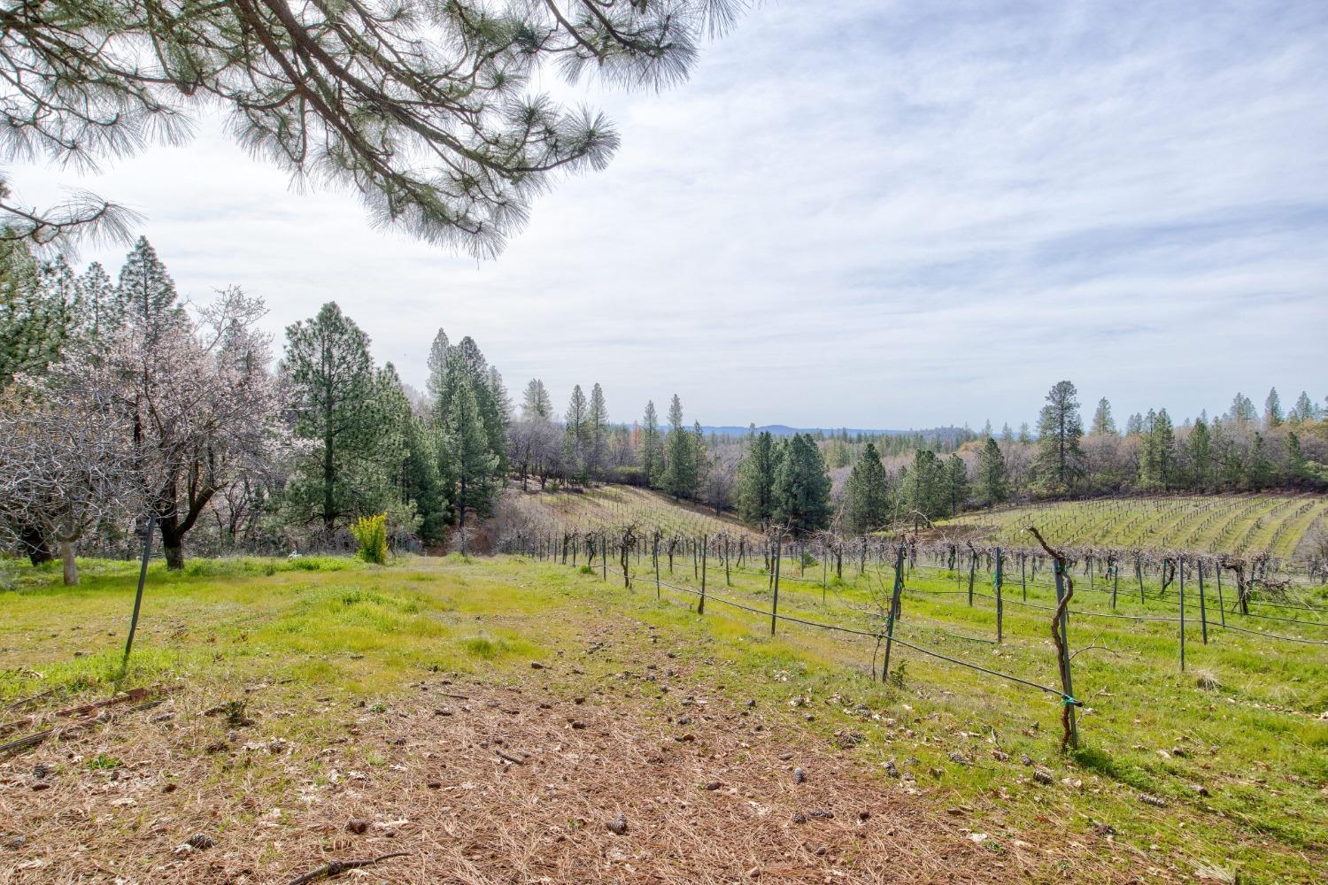 4771 Greenhills Road Placerville, CA 95667 - Photo 40 of 71 a view of a water with swimming pool