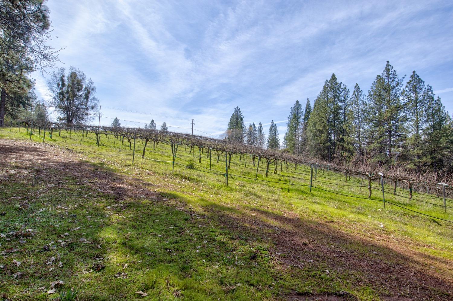 4771 Greenhills Road Placerville, CA 95667 - Photo 43 of 71 a view of a yard with swimming pool and trees