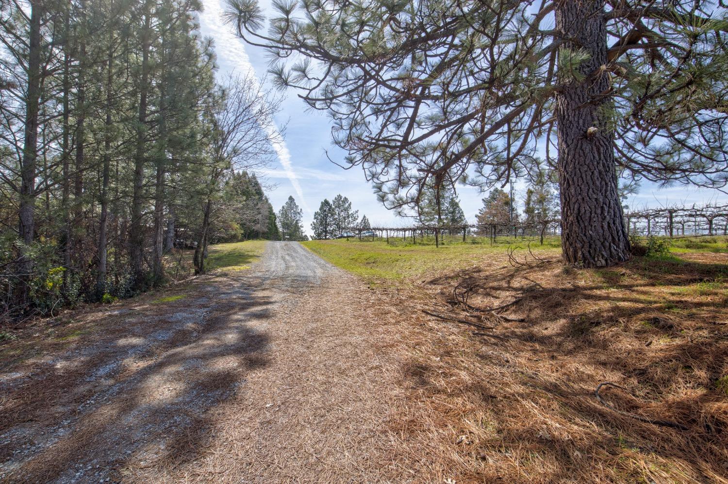 4771 Greenhills Road Placerville, CA 95667 - Photo 45 of 71 a view of a yard with trees
