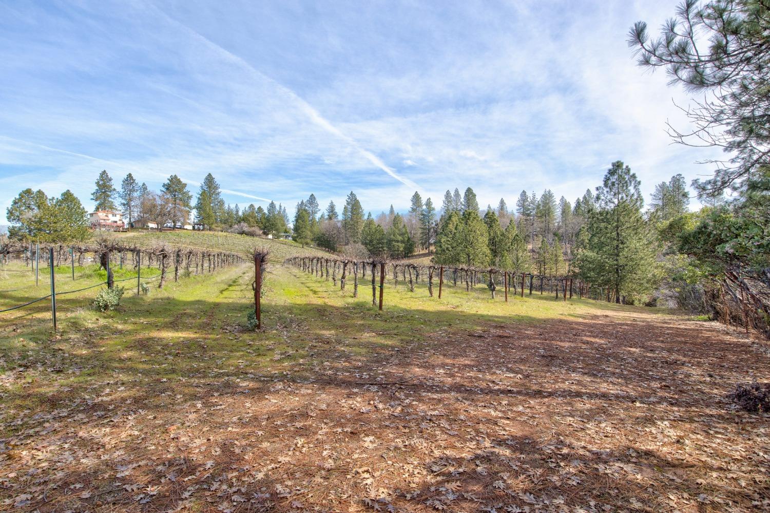 4771 Greenhills Road Placerville, CA 95667 - Photo 59 of 71 a view of a field with a house in the background