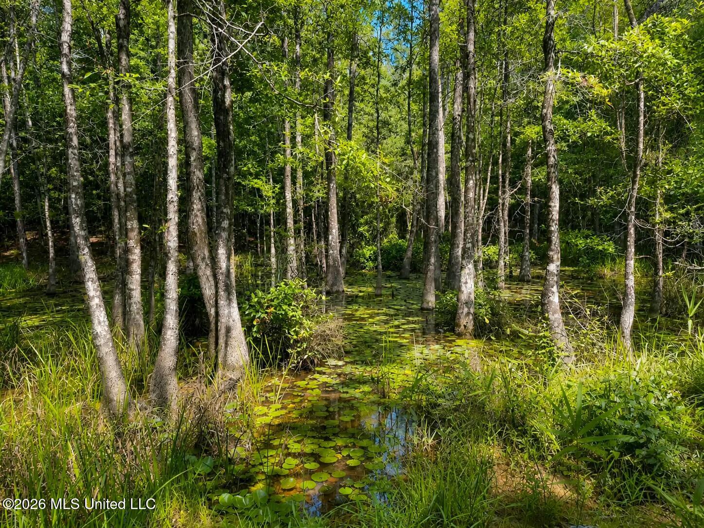 4.39-acres Man Moulds Road Lucedale, MS 39452 - Photo 14 of 15 pond (4)