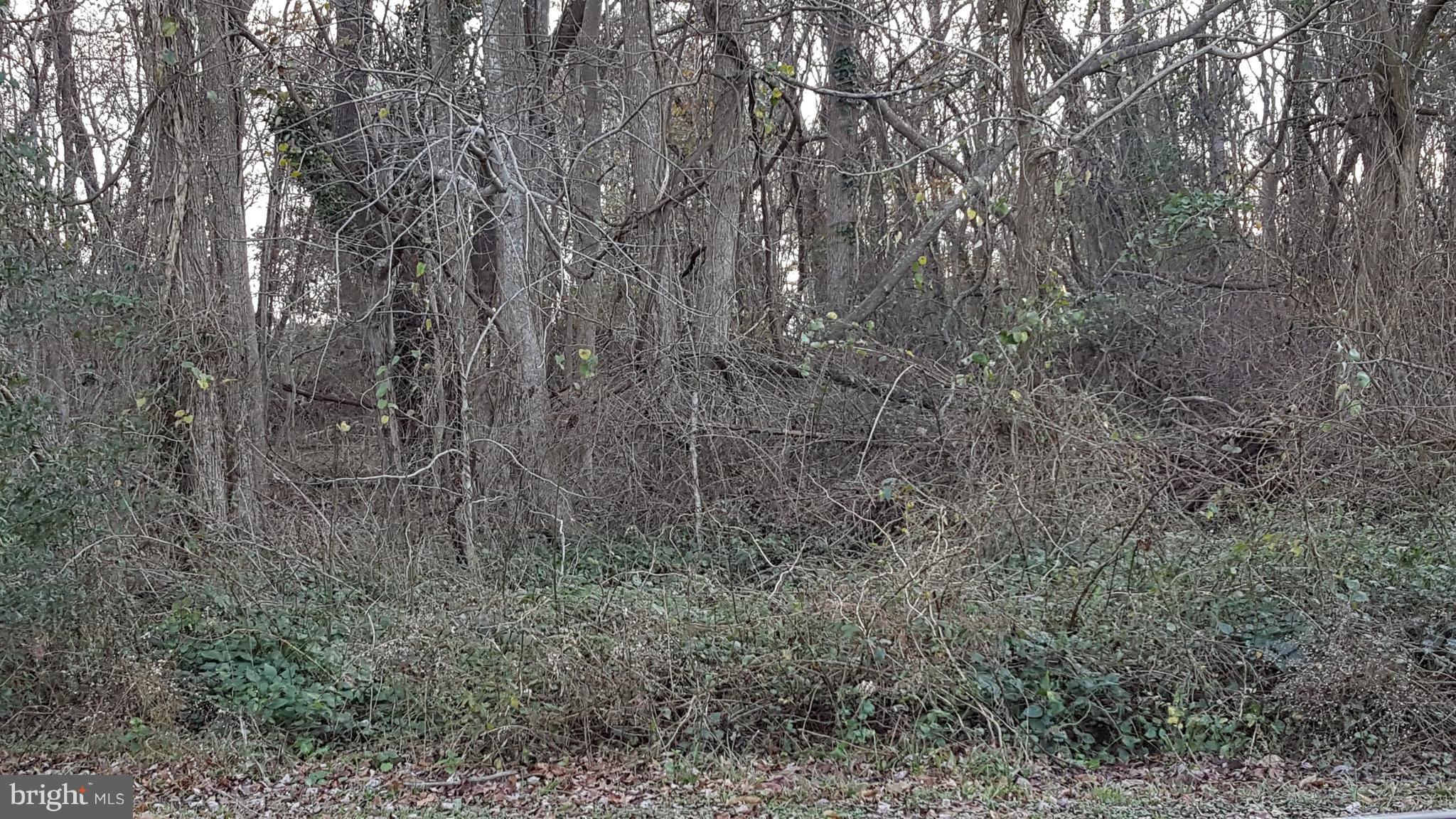 Clear lot for construction