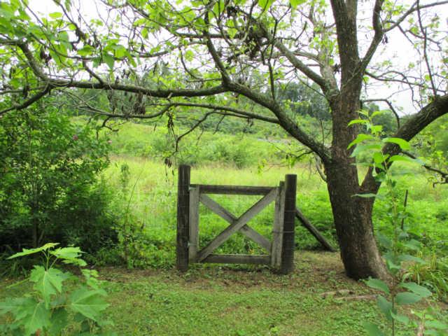 144 Choates Creek Road Lawrenceburg, TN 38464 - Photo 4 of 20 Back Yard Gate to Some of the Fenced Pasture Behind the house