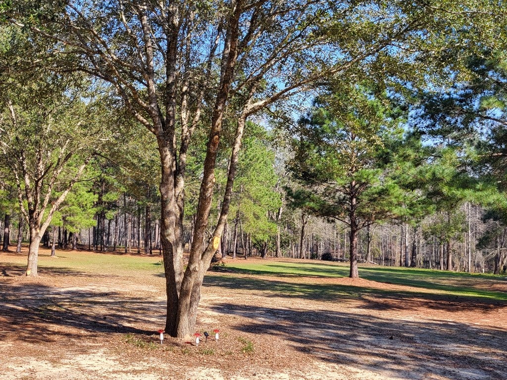 1532 Bold Springs Road Ochlocknee, GA 31773 - Photo 21 of 23 Gallery Image 21