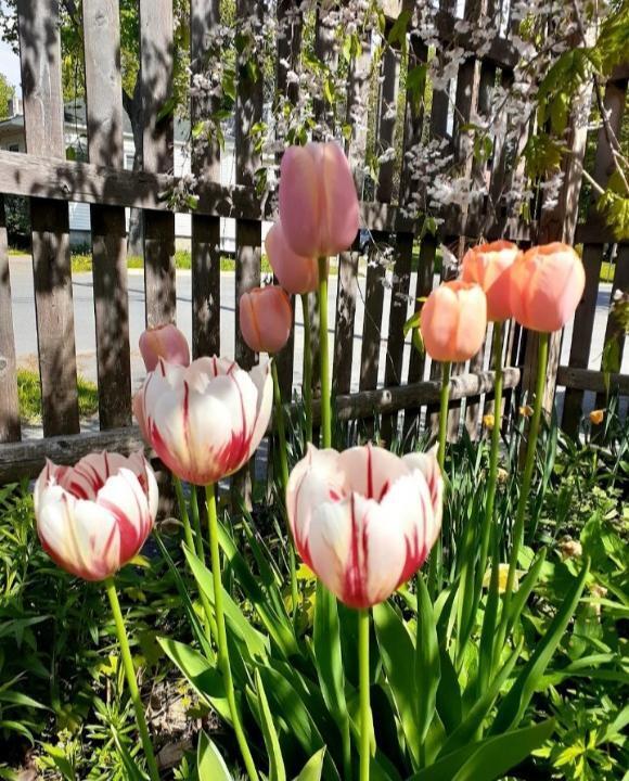104 3rd Street Bangor, ME 04401 - Photo 26 of 28 Spring flowers