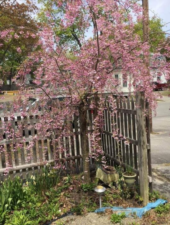 104 3rd Street Bangor, ME 04401 - Photo 28 of 28 tree in front bloom