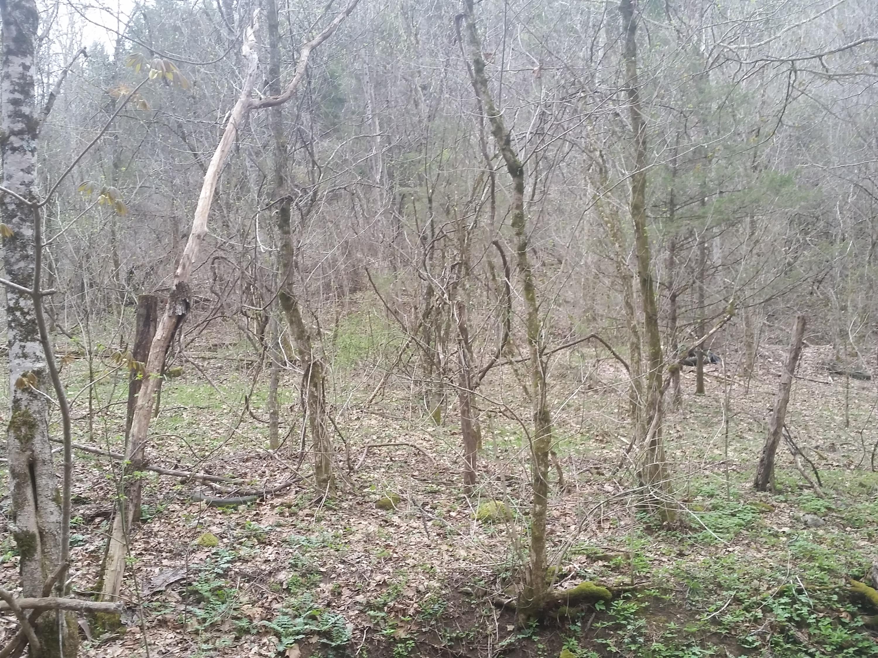 0 Powell River Road Jonesville, VA 24263 - Photo 16 of 30 2015-04-06 11.35.13