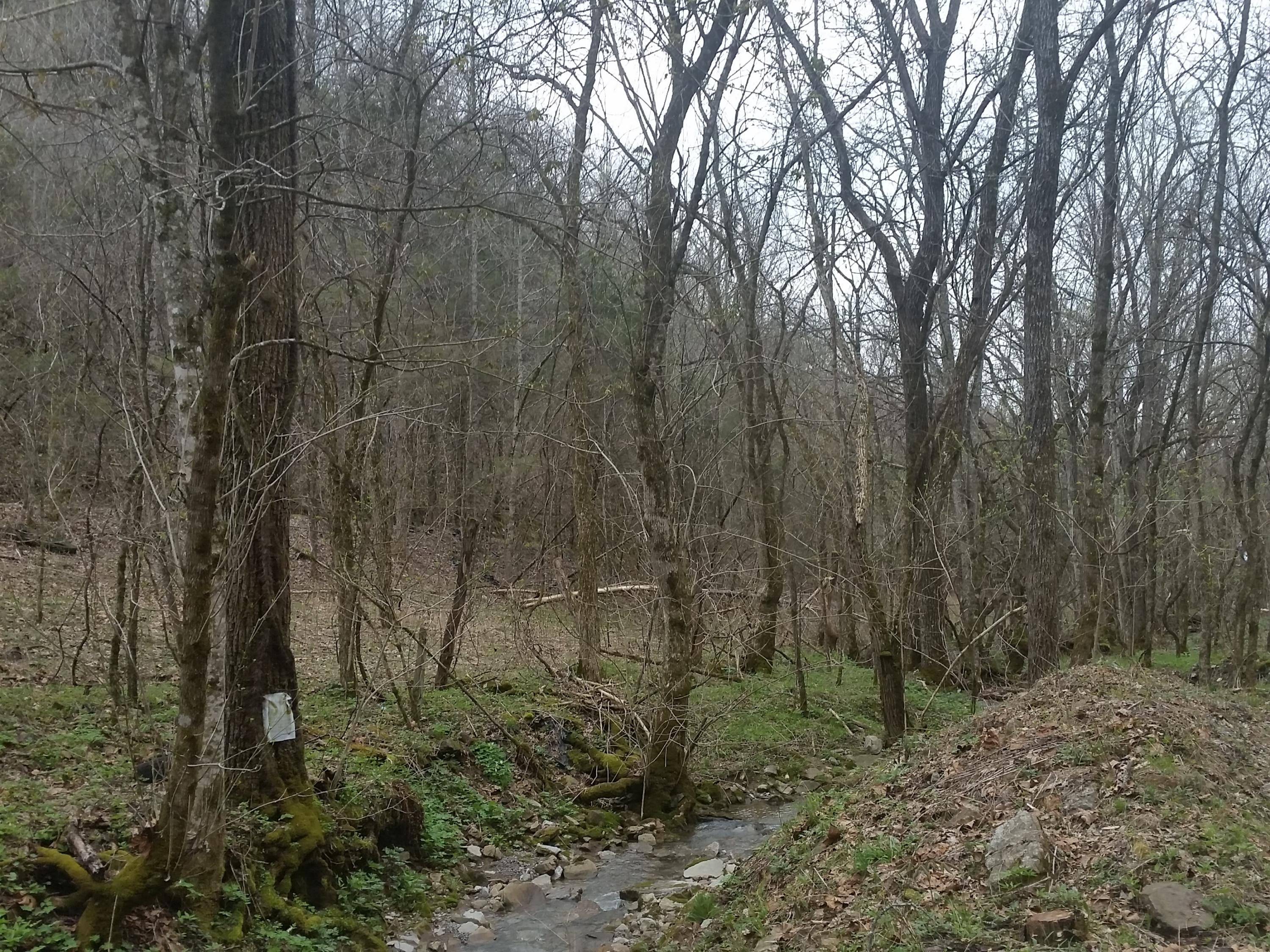 0 Powell River Road Jonesville, VA 24263 - Photo 17 of 30 2015-04-06 11.35.16