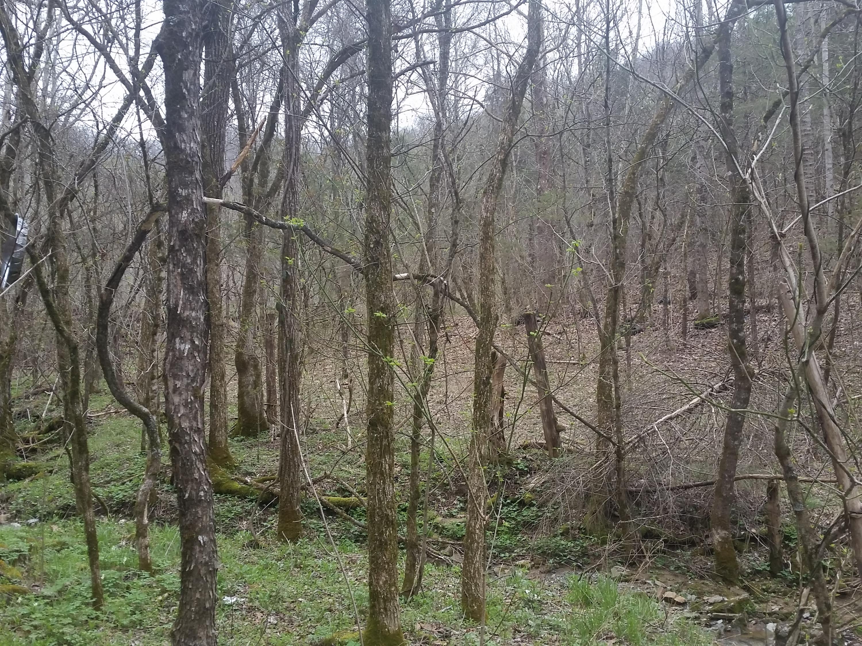 0 Powell River Road Jonesville, VA 24263 - Photo 7 of 30 2015-04-06 11.36.45