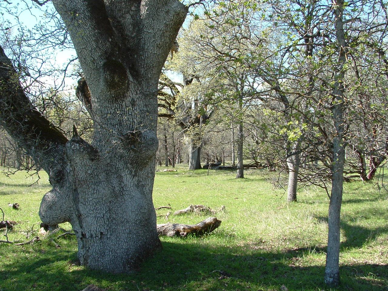 Two 2 Feathers Road Anderson, CA 96007 - Photo 4 of 6 Beautiful Oaks