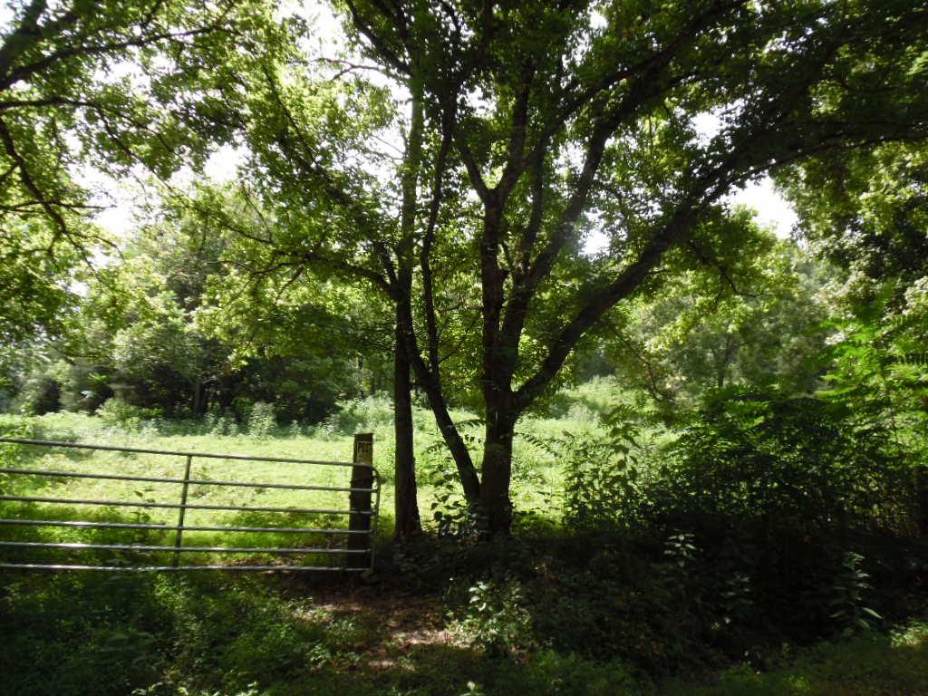 Martin Creek Road Bloomington Springs, TN 38545 - Photo 1 of 2 Munni 2