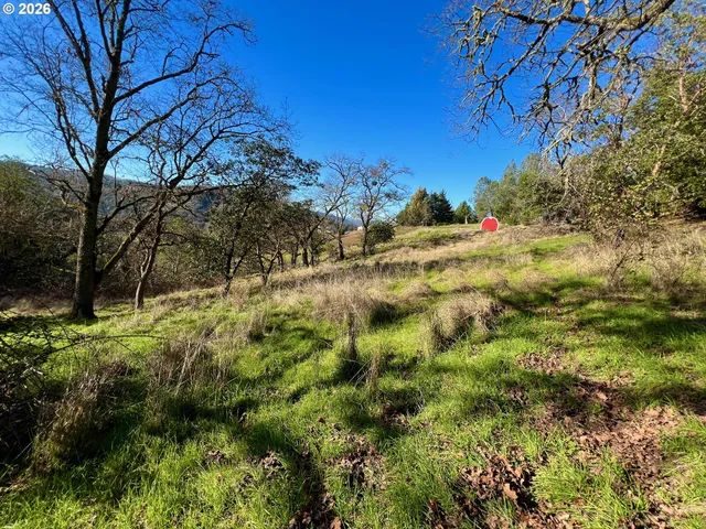 a view of a field with a tree
