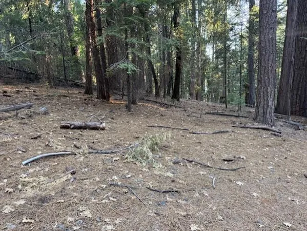 a view of a forest with trees in the background