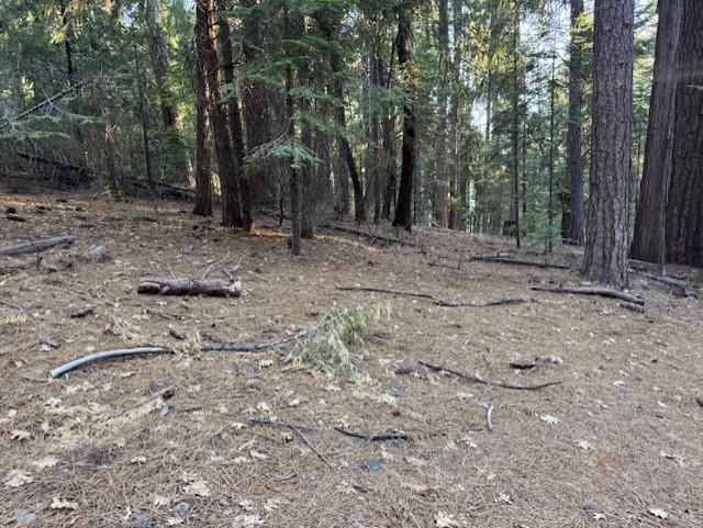 6235 Terrace Drive Pollock Pines, CA 95726 - Photo 12 of 15 a view of a forest with trees in the background