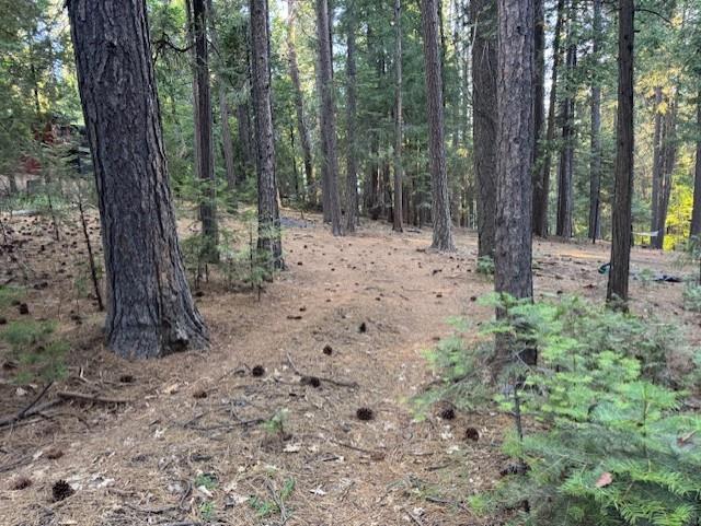 6235 Terrace Drive Pollock Pines, CA 95726 - Photo 13 of 15 a view of a forest with trees in the background