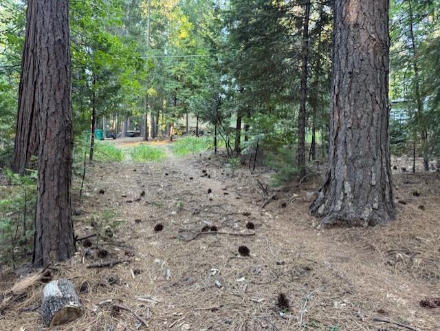 6235 Terrace Drive Pollock Pines, CA 95726 - Photo 2 of 15 a view of a forest with trees