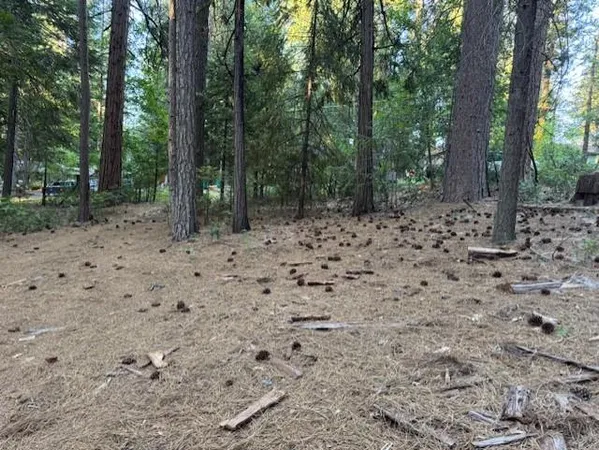 a view of a forest with trees in the background
