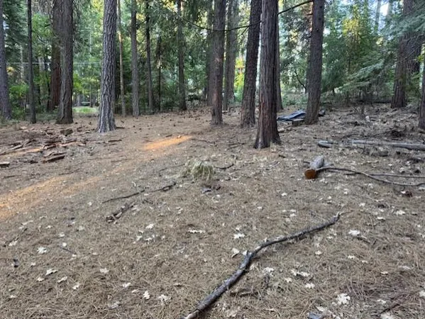a view of a forest with trees in the background