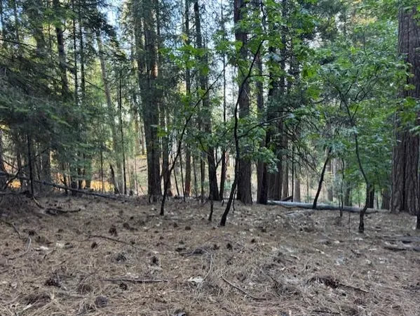 a backyard of a house with lots of trees