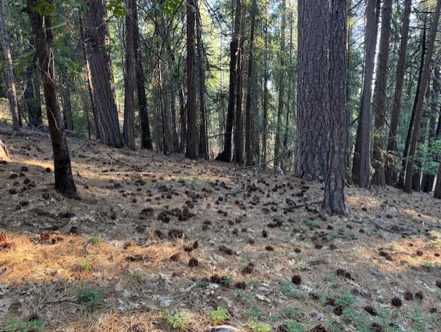 6235 Terrace Drive Pollock Pines, CA 95726 - Photo 8 of 15 a view of a forest with trees in the background
