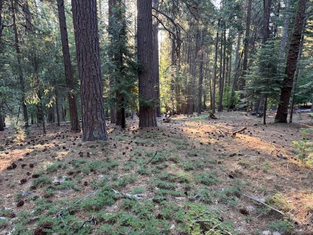 6235 Terrace Drive Pollock Pines, CA 95726 - Photo 9 of 15 a backyard of a house with lots of green space