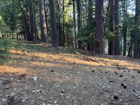 a view of large trees with a yard