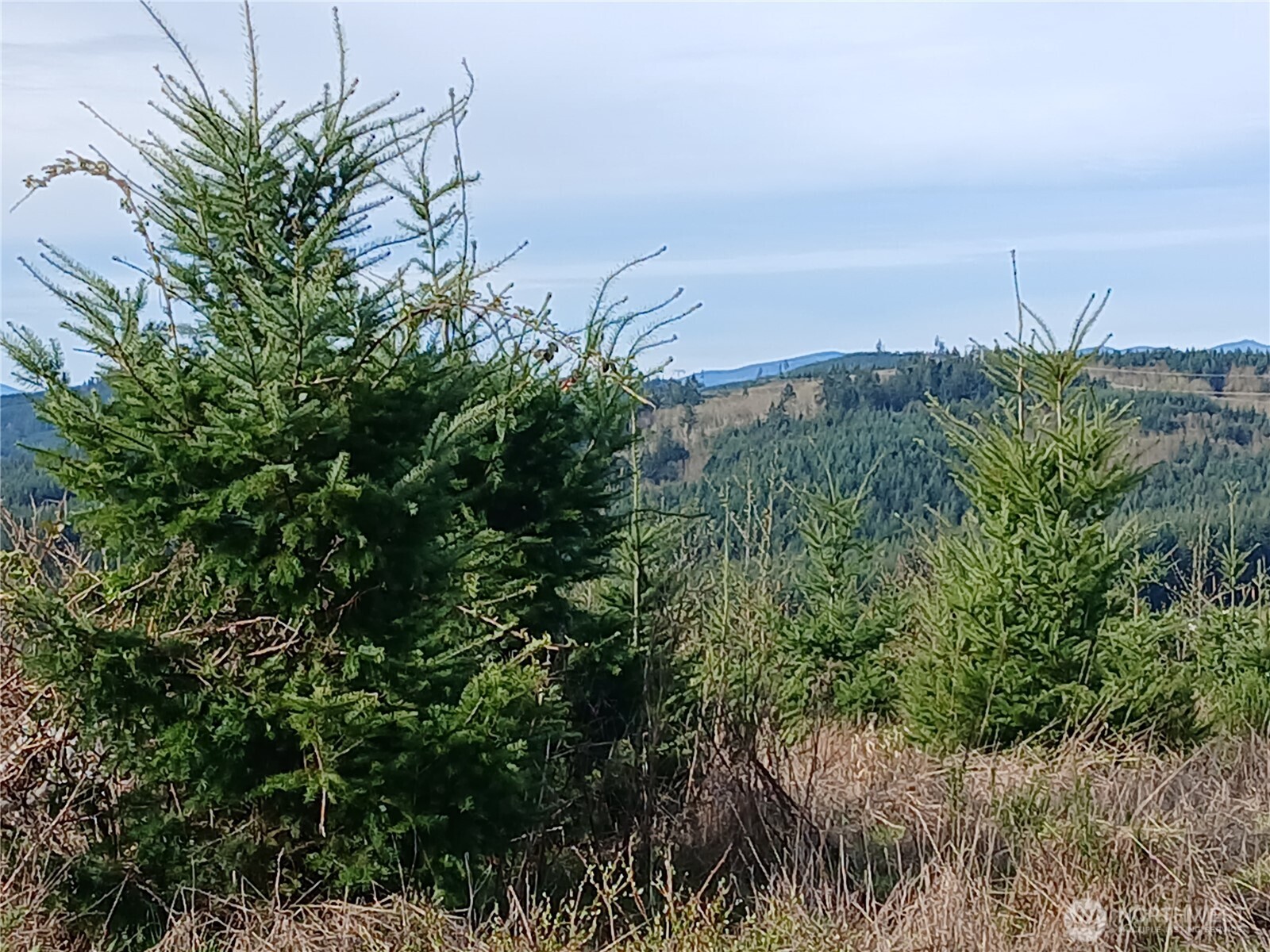 0 Hale Road West Winlock, WA 98596 - Photo 11 of 21