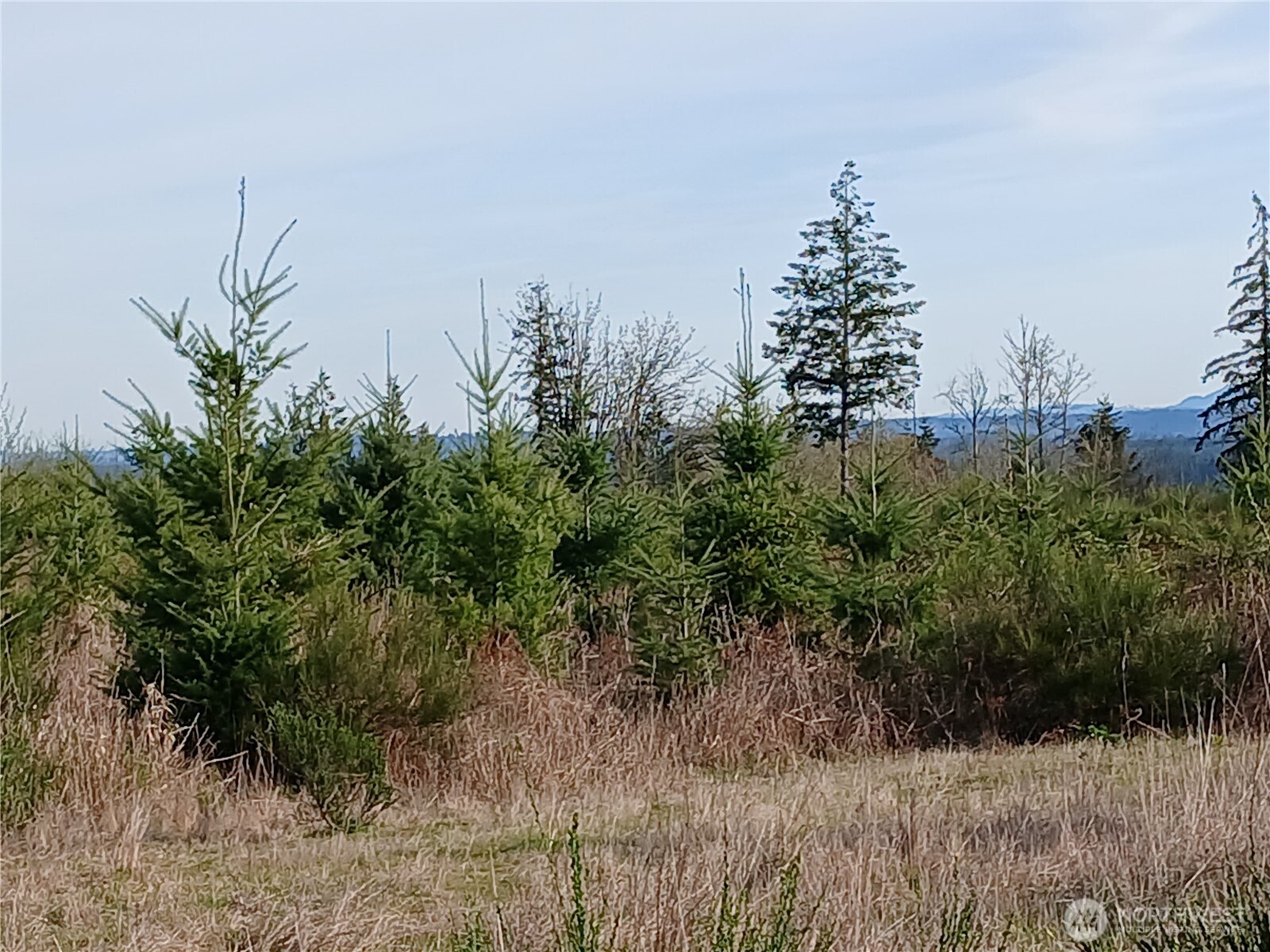 0 Hale Road West Winlock, WA 98596 - Photo 10 of 21