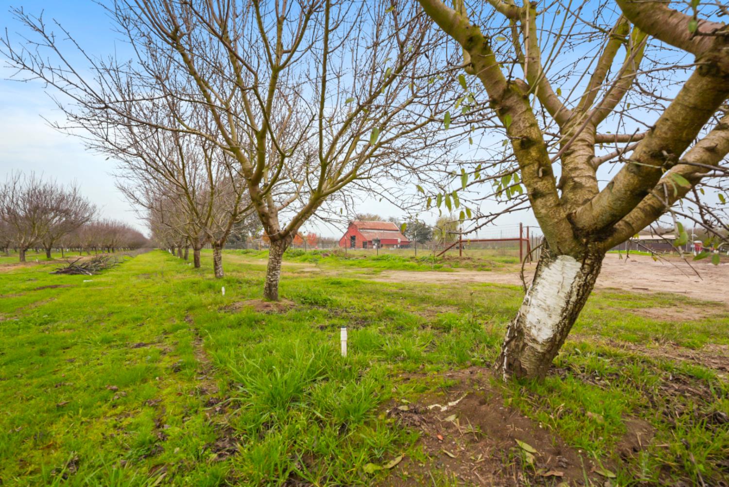 16221 Carrolton Road Escalon, CA 95320 - Photo 18 of 48 a view of yard with large trees