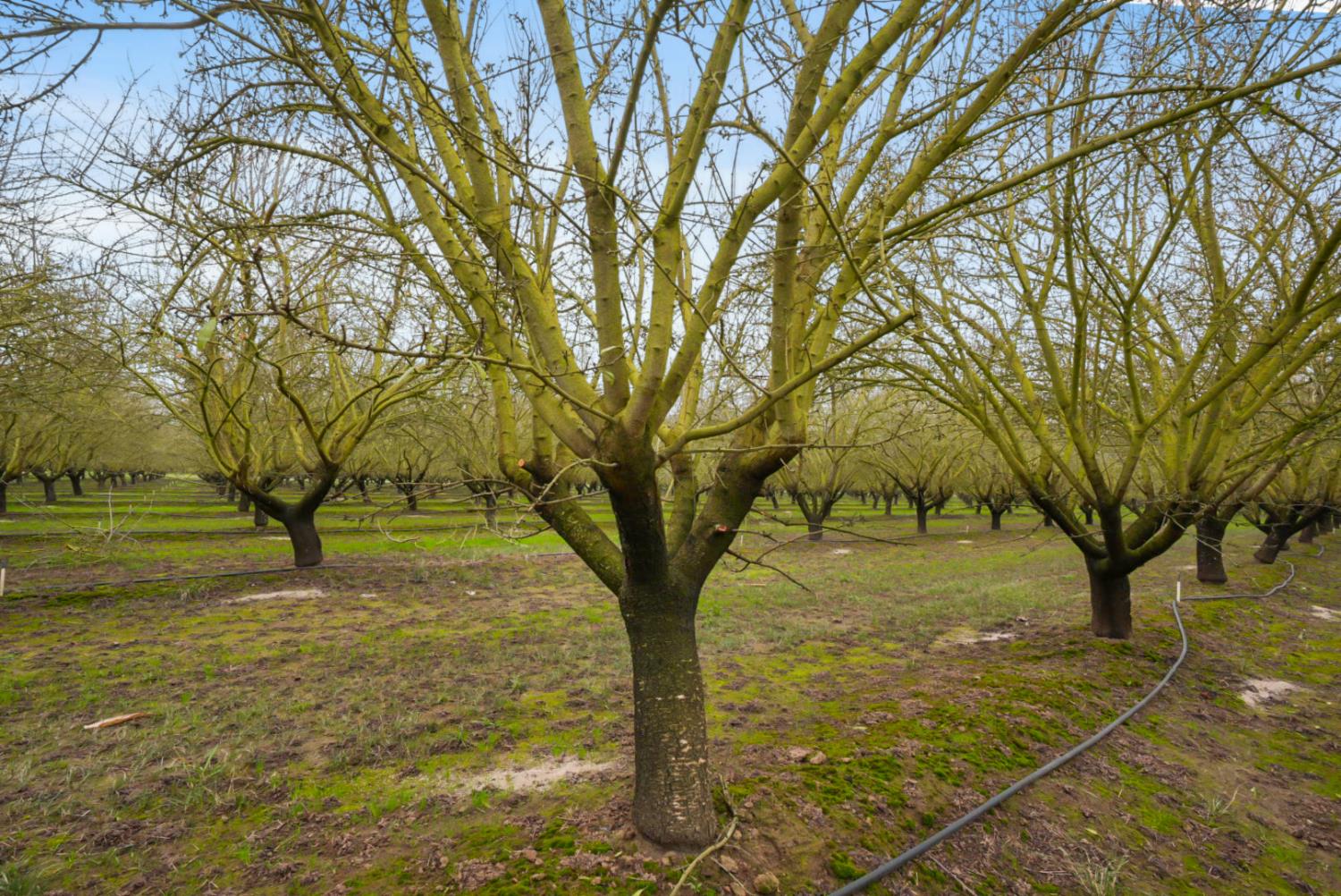 16221 Carrolton Road Escalon, CA 95320 - Photo 2 of 48 a view of yard with tree